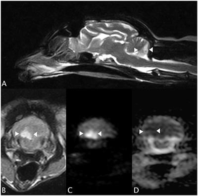 Presumed Caudal Cerebellar Artery Infarction in Three Cats: Neurological Signs, MRI Findings, and Outcome